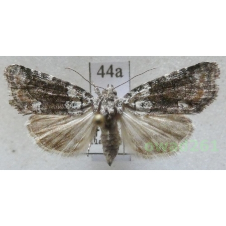 Bryoleuca ereptricula (Treitschke, 1825) Czech44a